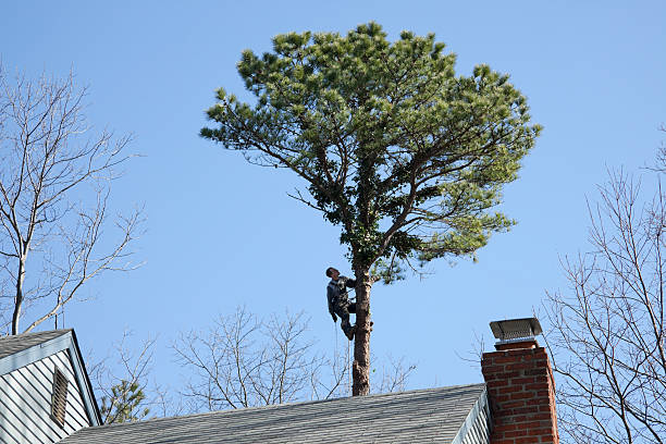Best Root Management and Removal  in Helena Valley Northwest, MT