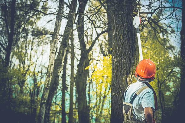 How Our Tree Care Process Works  in  Helena Valley Northwest, MT