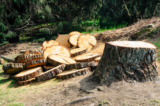 Best Tree Removal  in Helena Valley Northwest, MT